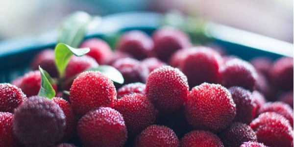 这个周末不要找我，我要去东山采杨梅啦！